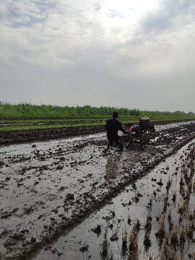 The image captures a rural agricultural scene in Wonoayu, Indonesia, depicting the preparation of a paddy field under a bright, cloudy sky. In the middle ground, a lone farmer is operating a power tiller, a type of walking tractor, to cultivate the waterlogged, muddy soil.
The farmer, silhouetted against the brighter background, is actively engaged in tilling the land, a crucial step for rice cultivation. The power tiller, identifiable by its engine and rotating blades, churns the dark earth into a soft, muddy mixture. The area where the machine is working is a vast expanse of dark, wet mud, which reflects the light from the sky, indicating a significant amount of standing water. Scattered across this muddy field are remnants of dry straw or crop stubble from a previous harvest.
To the left of the tilled area, a contrasting sight of vibrant green crops stretches towards the horizon, suggesting established fields ready for or undergoing growth. The overall setting is distinctly agricultural, characterized by the expanse of fields under cultivation. The sky is largely overcast with white and grey clouds, but bright enough to illuminate the scene clearly, suggesting it is daytime. No specific emotions are discernible from the distant, silhouetted figure, but the image conveys a sense of diligent farm work. There is no visible text in the image.