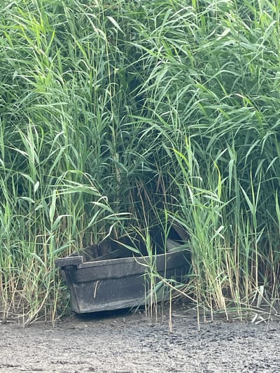 An old, dark-colored wooden boat sits partially submerged in thick, green reeds on the muddy bank of a waterway. The boat is tilted, with its stern resting lower than its bow. The reeds are tall and dense, obscuring much of the boat and creating a secluded, overgrown atmosphere. The ground in front of the boat is a mixture of mud and small stones, suggesting a rough terrain. The scene appears to be in a natural or semi-natural setting, possibly a marsh or riverbank, with no visible signs of urban development or human activity beyond the presence of the boat. The location is not specifically identifiable as Manta, Moldova based solely on the visual information provided.