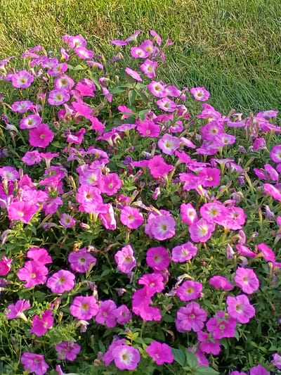 A garden bed filled with pink petunias and green grass is shown in a medium-shot, eye-level photograph taken in Harrodsburg, USA. The petunias are in bloom with some flowers fully open, showing yellow centers, while others are still buds or partially open. The grass in the background is lush and green, with visible blades suggesting a well-maintained lawn. The lighting suggests it is daytime, with sunlight illuminating the flowers and grass. No people are visible in the image.