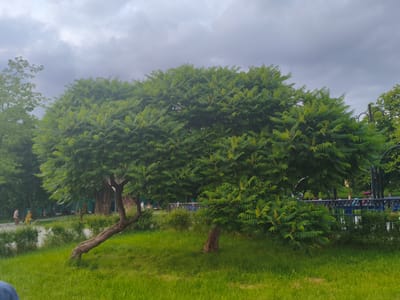 The image depicts a lush green park scene under a cloudy sky, suggesting overcast weather. The foreground is dominated by vibrant green grass, with a large tree in the mid-ground exhibiting a unique, leaning trunk and dense foliage. Behind this tree, a row of other trees and shrubs creates a natural barrier. Further back, a paved path is visible, with several people walking or standing. They appear to be casually strolling through the park. A dark, ornamental fence runs along the path, separating it from the park's green areas. Some distant trees and a lamppost are also visible. The overall atmosphere is serene and typical of a public park during the daytime. The time of day is not precisely identifiable due to the cloudy conditions, but it appears to be during daylight hours. There is no visible text in the image.