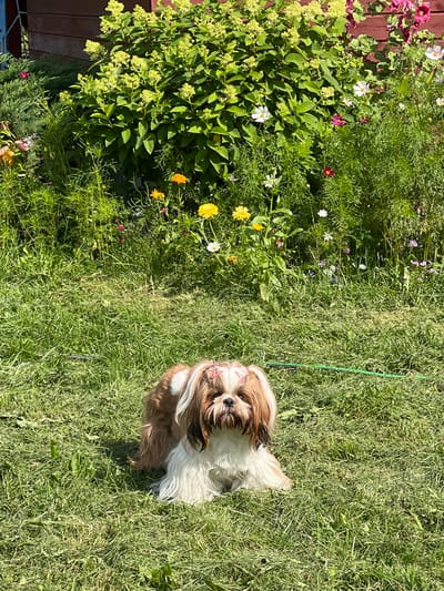 A Shih Tzu dog with brown and white fur, adorned with pink bows in its hair, sits on a grassy lawn in Fasty, Poland. The dog is positioned in the foreground, facing the camera. Behind the dog is a lush garden with various flowering plants and greenery, including a large bush with yellow blooms. The background features a wooden structure, possibly a building or fence. The scene is bathed in bright sunlight, casting shadows on the grass.