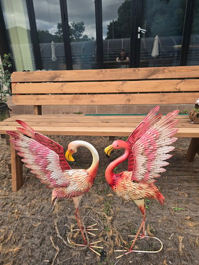 Two metal flamingo lawn ornaments stand on a patch of dry ground covered with straw-like material, positioned in front of a wooden bench. The flamingos are pink and white with outstretched wings. Behind the bench, a large glass-paneled structure reflects the sky and trees. The reflection also shows a person with dark hair, wearing dark clothing, holding a smartphone. The ground is dry and uneven. The scene is outdoors, possibly a garden or patio area.