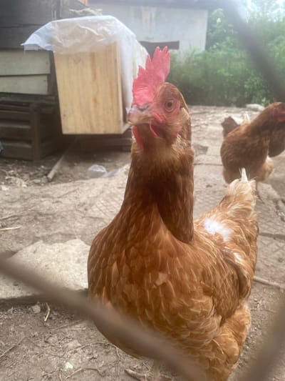This image, captured in Kipilovo, Bulgaria, depicts a brown domestic hen positioned prominently in the foreground, facing slightly right and looking directly toward the camera. Its red comb and wattles are distinct, and its orange eye is clearly visible. The hen's plumage is predominantly brown, with patches of lighter, almost white, feathers visible on its back and wing area. A blurred, dark, horizontal bar or fence post partially obstructs the lower portion of the foreground hen and the ground.

In the mid-ground, to the right and behind the primary hen, another similar brown hen is partially visible, facing away from the camera, showing its back and part of its head with a red comb. The ground beneath the chickens consists of uneven dirt, small stones, and larger, flat, light-colored flagstones or concrete slabs. Scattered organic debris is present on the ground.

In the background, to the left, a light-colored wooden box or structure is visible, topped with a translucent white plastic sheet or bag. Further left, a darker, weathered wooden structure or wall is partially visible. In the far background, a light-colored wall or building stands before an area of dense green foliage, consistent with trees or bushes. The scene is illuminated by natural daylight.