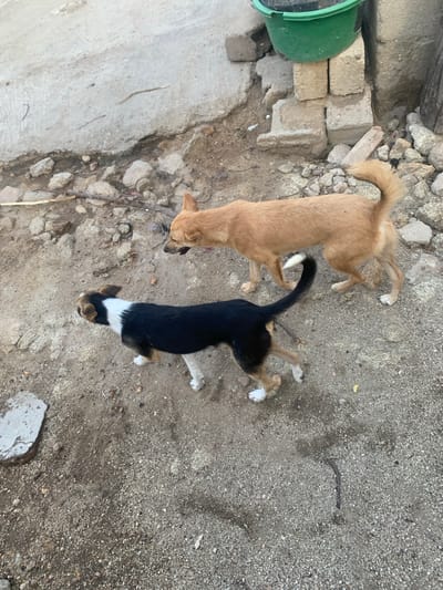 The image shows two dogs on a dirt and gravel ground. The dog on the left is light brown and appears to be larger than the dog on the right. The dog on the right is black with white markings on its chest and face. Both dogs are looking down at the ground. There are some rocks and pieces of concrete scattered around them. To the left of the dogs, there is a green bucket and some stacked bricks. The scene appears to be outdoors in a somewhat rural or undeveloped area, consistent with the Reak, Nigeria location context. The lighting suggests it is daytime, with no clear indications of weather conditions. The dogs seem to be exploring or sniffing the ground. No people or text are visible in the image.