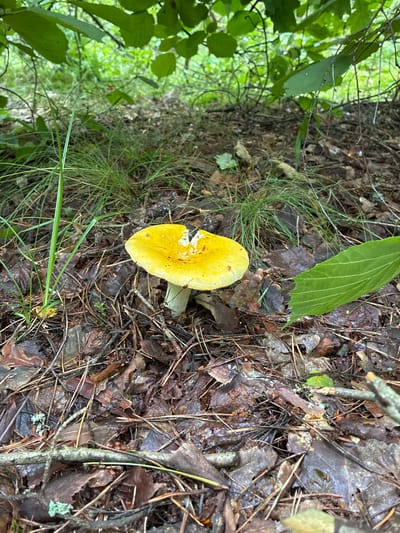 A bright yellow mushroom with a broken cap stands out on a forest floor covered in fallen leaves, pine needles, and twigs. A thin green blade of grass grows beside the mushroom, and a large green leaf lies to its right. The background shows dense green foliage and trees, suggesting a natural woodland environment. The scene is set in a forest within the Альхоўскі сельскі Савет, Belarus.