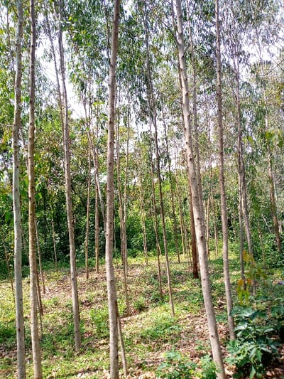 The scene depicts a dense stand of slender trees, consistent with a plantation, located in North Sakwa ward, Kenya. Numerous trees with light-colored, smooth trunks rise vertically, displaying green foliage primarily in their upper sections. The trees are closely spaced, creating a crowded environment. The ground cover consists of sparse green vegetation and scattered brown, dry leaves. Sunlight filters through the tree canopy, illuminating parts of the forest floor. Denser green foliage from additional trees or undergrowth is visible in the background. No individuals, animals, or artificial objects are present in the image. The sky is partially visible through the upper tree canopy.