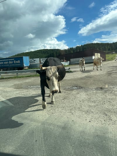 A black and white cow stands prominently in the foreground, facing the camera. Its head is turned slightly to the left, and its body is angled to the right. Behind it, two lighter-colored cows are walking away from the camera, further down a dirt road. The road is rough and uneven, with some puddles of water visible. In the background, there is a dark-colored building with a sloped roof. A blue truck with text on its side is parked to the left of the building, and another white sign with text is visible behind it. The scene appears to be in a rural or industrial area. The sky is partly cloudy with patches of blue. The overall environment suggests an outdoor setting with a focus on livestock and infrastructure.