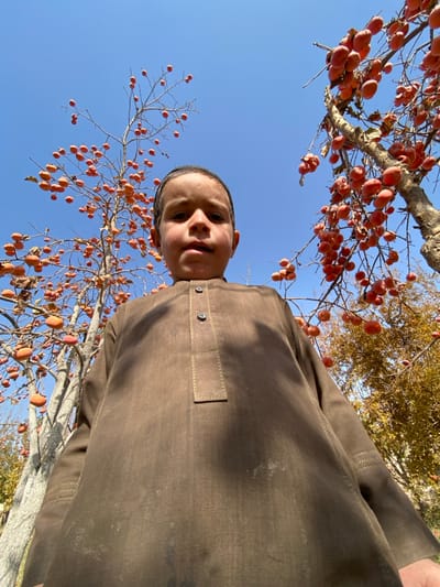 A young person looks down at the camera. They wear a brown tunic-like shirt with a small faux pocket detail on the chest. The shot looks upward toward the subject from a low angle, showcasing trees. Branches filled with reddish-orange fruit arch above and to either side of the person. The sky is bright blue in the background.