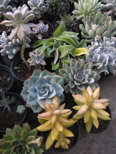 The image depicts a dense collection of various succulent plants, cultivated in numerous individual black plastic nursery pots. The scene is located in Venecia, Costa Rica. The plants are arranged closely together, filling the entire frame from an overhead perspective, with no discernible background beyond the immediate planting area, which appears to be a flat, grey surface.
Essential details about the subjects include:
- **Plant Types:** A diverse array of succulents is present, including several rosette-forming types (likely Echeveria and Graptopetalum) in shades of blue-grey, pale green, and dark green, some displaying reddish leaf margins or tips. Notable examples include a tall, pale grey-green succulent with fleshy leaves in the upper-left, several tightly clustered small blue-grey succulents, and a prominent large blue-grey Echeveria rosette near the center-left.
- **Coloration:** The predominant colors are muted greens and blues, with striking exceptions. Two vibrant yellow-orange succulents with elongated, pointed leaves are situated in the lower-right, providing a strong color contrast. A succulent with flat, green leaves featuring dark spots is visible towards the mid-center. Dark green, spiky succulents (likely Haworthia) are interspersed throughout.
- **Containers:** All visible plants are contained within uniform, round, black plastic pots. Dark, fine-grained soil is visible around the base of several plants.
- **Arrangement:** The plants are densely packed, with individual pots frequently overlapping or touching, suggesting a cultivation or display area.
No people are visible. No actions or interactions are depicted within the frame. The focus is exclusively on the botanical subjects and their arrangement.