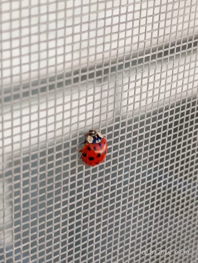 A ladybug is on a white mesh screen. The ladybug is red with black spots and has a blue and white head. The mesh screen is made of small diamond shapes. The background is out of focus. A timestamp in the bottom right corner reads "02.07.2026 09:10". This image was taken in Tyrnyauz, Russia.