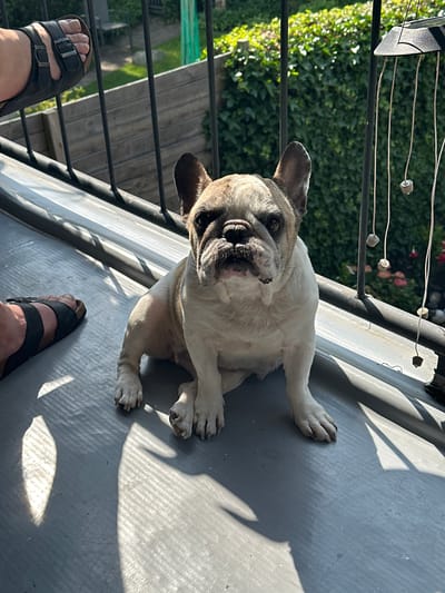 In Steenwijk, Netherlands, a light-colored French Bulldog sits on a grey, textured outdoor surface, possibly a balcony or patio, bathed in direct sunlight creating distinct striped shadows. The dog's face is tilted slightly upwards, and its ears are perked. To the left of the dog, a human foot wearing a black sandal is visible, partially in shadow. In the background, a black metal railing runs horizontally. Beyond the railing, lush green ivy covers a wall, and further back, hints of a garden with green foliage and some pink flowers are discernible. The overall scene suggests a warm, sunny day outdoors.