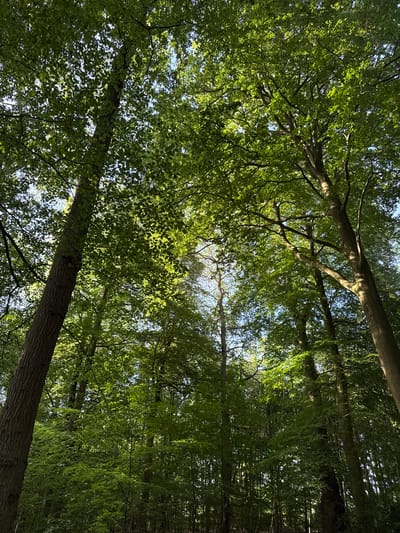 A low-angle view into the canopy of a dense woodland. Sunlight filters through the green leaves of numerous trees, some appearing as dappled patterns on the foliage and trunks. The sky is visible in small patches between the branches. Some of the trunks are oriented at an angle towards the top right. The location is Penn, United Kingdom, based on the prompt's requirements. No people are visible. The environment consists of a forest setting.