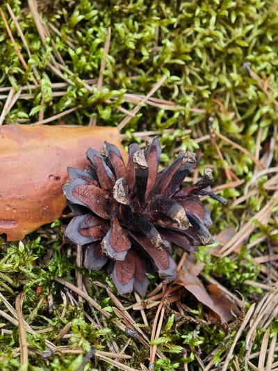 A single, dark brown pinecone rests on a bed of bright green moss and fallen pine needles. The pinecone is detailed, with individual scales visible, some appearing chipped or weathered. To the left of the pinecone, a large, dried brown leaf lies flat, its texture rough and veined. The background is a soft focus of more moss and pine needles, suggesting a natural forest floor. The lighting appears to be natural daylight, casting no harsh shadows, and the overall impression is one of a serene, natural scene. No people, text, or specific time of day or weather conditions are discernible. The image evokes a sense of tranquility and the natural beauty of a forest environment, possibly in Zaklinye, Russia.