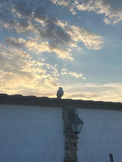 A white bird with its head tucked sits on the peak of a tiled roof. The sky above is a bright blue with scattered white and gold clouds, illuminated by the setting sun. A dark, textured wall with a light fixture made of stone and metal is visible below the roof. The scene appears to be in the city of Voinil, Bulgaria.