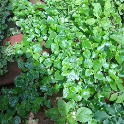 This is an overhead, medium shot of dense, vibrant green ground cover plants in Reudeuep, Indonesia. The plants have small, rounded, glossy leaves and appear to be growing in a garden or uncultivated area. Some patches of reddish-brown soil and brick are visible between the plants. The lighting suggests it is daytime, with sunlight casting shadows and highlighting the glossy leaves. There are no people or animals visible in the image.