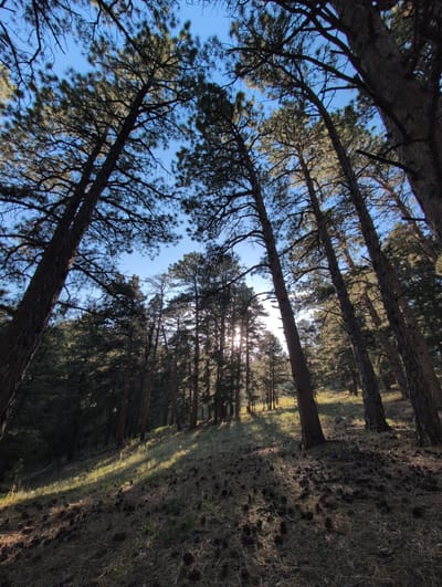 This is a low-angle, wide-shot photograph taken in a forest in Boulder, Colorado, United States. The image features tall pine trees with dense canopies, silhouetted against a clear blue sky. Sunlight filters through the trees, casting dappled shadows on the forest floor, which is covered in pine needles and pine cones. The trees are tall and slender, with rough bark. The ground slopes upwards and away from the viewer, with more trees visible in the distance. The overall impression is one of a serene, natural environment. The specific location is likely in the foothills of the Rocky Mountains, an area known for its pine forests and abundant hiking trails.