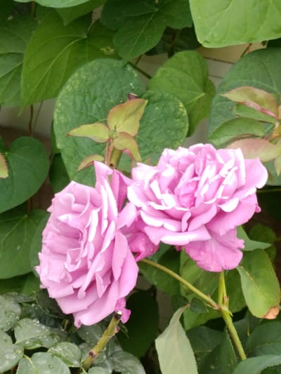 In the city of Kyzyl Suu, Kyrgyzstan, a close-up photograph captures two delicate pink roses in full bloom, nestled amongst lush green foliage. The roses, with their intricately layered petals, exhibit a soft, pastel hue, with subtle variations in shading that suggest the play of light. Scattered water droplets adorn the petals and leaves, hinting at recent rain or dew. The surrounding leaves are a vibrant green, some with a slightly reddish tinge on their edges, adding depth and texture to the scene. The background is a soft blur of more green, providing a natural and serene setting for the floral subjects. The image is static, focusing entirely on the natural beauty of the roses and their verdant surroundings in this outdoor environment.