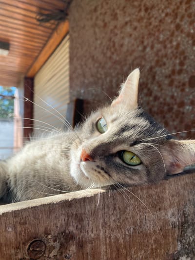 A close-up, low-angle shot features a tabby cat peering downwards, looking directly into the camera. The cat has striking bright green eyes with vertical pupils, a pinkish nose, and long white whiskers prominently fanning out from its muzzle. Its fur is a mix of grey and brown stripes, with lighter white fur visible on its chin and chest.
The cat's head fills a significant portion of the frame, emerging from what appears to be an opening or ledge. To the left and above the cat, a textured, light brown surface with a bubbly or coarse pattern is visible, possibly a ceiling or rough wall. To the right, a piece of rough, unfinished dark brown wood forms a vertical border, framing the cat's face. The strong sunlight highlights the cat's fur and whiskers, creating defined shadows and bright areas, indicating it is daytime.
In the blurred background, beneath the cat, glimpses of a more distant structure can be seen, featuring wooden siding and what looks like a corrugated white ceiling or roof. Some green foliage is also faintly visible, suggesting an outdoor or semi-outdoor setting. The cat's expression is one of curiosity and alertness, with its eyes wide and focused. No text is visible in the image. The scene is set in Llavallol, Argentina.