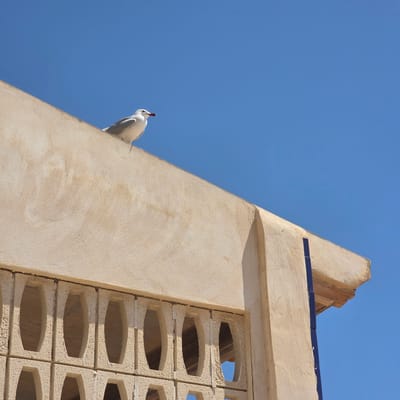 A low-angle shot shows a portion of a light beige building with blue tiles on top against a clear blue sky, suggesting a sunny day. The building features a triangular structure on the left with a smooth surface and a section of decorative concrete blocks with oval openings on the right. A single white bird is perched on the building's edge, near the meeting point of the triangular structure and the blue sky. The location is Guardamar Del Segura, Spain.