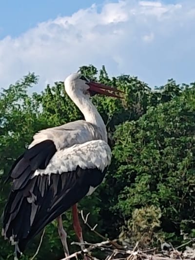 A white stork stands on a nest in Kulata, Bulgaria. The stork has black wing feathers and a long red beak. Behind the stork are green trees and a blue sky with white clouds. The nest appears to be made of sticks and branches.