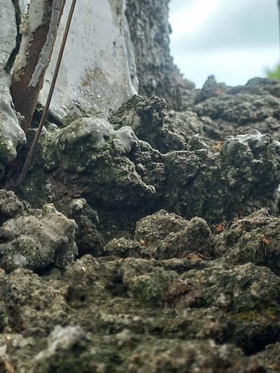 The image presents a close-up, low-angle view of a heavily textured, rough surface, likely weathered tree bark or an old concrete wall, densely covered in green moss and grey lichen. The intricate details of the organic growth and the uneven contours of the surface are prominent. Several small, reddish-brown ants are visible navigating this terrain, with multiple ants scattered across the right and central portions of the textured surface.

In the upper left background, a large, irregularly shaped opening reveals a bright, light-blue sky or a distant light source, creating a stark contrast with the darker, detailed foreground. Towards the bottom and lower-left of the frame, a distinct, lighter-colored surface is present, possibly a painted wall or a concrete structure, showing signs of wear and rust-colored discoloration. A thin, dark wire or string stretches diagonally across this lighter area, extending into the main textured surface.

The scene is brightly lit, indicative of daytime, and the detailed focus provides an intimate look at this micro-environment. The perspective suggests an upwards gaze, highlighting the imposing nature of the textured surface. The location is Puloblang, Indonesia. No text is visible in the image.