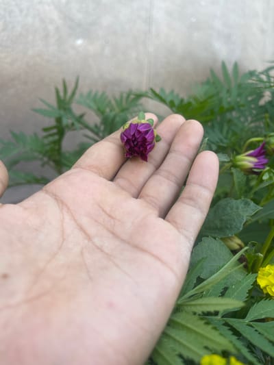 In Taran-Bazar, Kyrgyzstan, a hand is shown holding a small, unopened purple flower bud. The hand is open, with the palm facing upwards and the fingers slightly curled. The flower bud is positioned above the palm, with a green stem visible. In the background, there are green leaves and a blurred light-colored wall. The scene appears to be outdoors, possibly in a garden or a natural setting.
