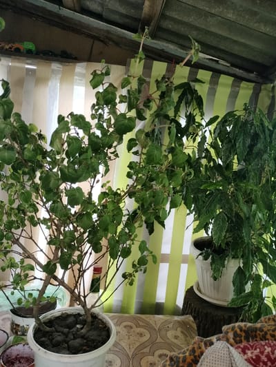 The image depicts an indoor scene, likely a greenhouse or sheltered outdoor space, with two potted plants as the central subjects. The plant on the left is a bushier, smaller plant with thin branches and numerous small green leaves. It is in a white pot filled with dark soil. To the right of this plant is a taller, more elaborate plant with longer, trailing branches and larger, darker green leaves, some of which appear variegated. This plant is also in a white pot, which is placed on a tree stump.

Behind the plants, a vertically striped curtain or fabric is visible, alternating between pale yellow and a light green. Above the curtain, a corrugated roof is partially visible, with wooden beams supporting it. On a shelf or ledge above the curtain, several toy vehicles, including a green and orange truck, are present.

The foreground of the image shows a patterned surface, possibly a table or bench, with various objects including a bottle with a red and yellow label, and a small metal container with a dark red substance. The overall lighting suggests an overcast day or an indoor setting with diffused light. The image quality is moderate, with some graininess. The specific location within Lykhove, Ukraine, is not discernible from the visual information provided in the image.