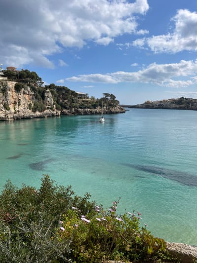 The image displays a coastal inlet in Porto Cristo, Spain, under a blue sky with scattered cumulus clouds. In the immediate foreground, dense green vegetation, including thorny shrubs and plants bearing small, light purple daisy-like flowers, partially obscures the lower edge of the frame. The central feature is a body of clear, calm turquoise-blue water, through which darker patterns on the sandy seabed are visible. A white sailboat, with its mast prominently upright and sails furled, is anchored in the mid-left portion of the bay. The left shoreline consists of a steep, rugged rocky cliff face with patches of green foliage and pine trees. Several multi-story residential buildings with light-colored exteriors and terracotta roofs are visible on top of this cliff, integrated into the landscape. The inlet extends into the distance, narrowing towards the open sea, with additional rocky landmasses and distant residential structures visible on the clifftops defining the entrance to the bay on the right side. No individuals or animals are present in the scene.