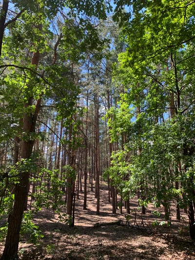 A dense, sun-dappled forest in Hostomel, Ukraine, features a mix of deciduous and coniferous trees. The foreground is dominated by a large deciduous tree with vibrant green leaves, its rough bark visible. Behind it, numerous tall, slender pine trees create a deep forest perspective, their trunks casting long shadows on the forest floor, which is covered in dry leaves and pine needles. The sky, visible through the canopy, is a clear blue. The overall impression is one of natural, peaceful wilderness.