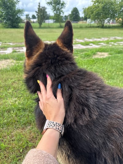 The image shows a person's hand petting the back of a German Shepherd dog outdoors. The dog's fur is dark brown and black. The person's fingernails are painted with various bright colors: yellow, pink, and blue. The person is wearing a watch with a leopard-print band. The background consists of a grassy field with some trees and a cloudy sky. The scene is located in Užliekniai, Lithuania.