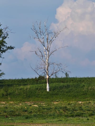 The image depicts a dead tree standing on a grassy embankment under a blue sky with scattered clouds. The tree's trunk is painted white for a portion of its height. Green grass covers the embankment, with some patches of dry grass and scattered debris at the bottom. In the background, a large, fluffy white cloud is prominent in the sky, and to the left, a portion of a leafy green tree is visible. The overall scene is natural and rural, with no signs of human activity or urban elements.