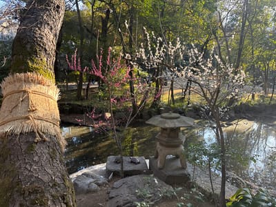 The image shows a small pond in a park in Minato City, Japan. The coordinates 35.662, 139.718 place the location in the heart of the city. A large tree trunk, wrapped in brown straw matting, stands in the foreground. Behind the tree is the pond, with clear water reflecting the surrounding greenery. In the distance, several trees, including a blooming plum tree with pink blossoms, stand on the edge of the pond. A stone lantern, with a hexagonal base and a traditional Japanese design, sits on the ground near the water's edge. The scene appears calm and serene, with no people visible.