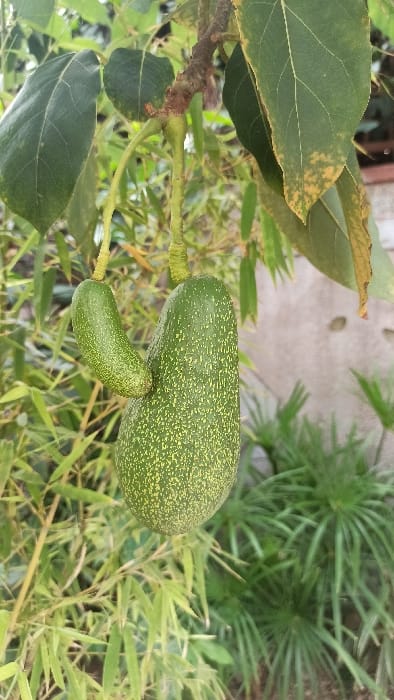 A close-up shot features a vibrant green avocado tree, bearing two avocados of different sizes. The larger avocado is oval-shaped with small yellow spots, while the smaller one is elongated and also spotted. Leaves of the avocado tree surround the fruit, with some showing slight discoloration around the edges. Behind the avocados, green grass-like plants and a concrete surface provide a backdrop.