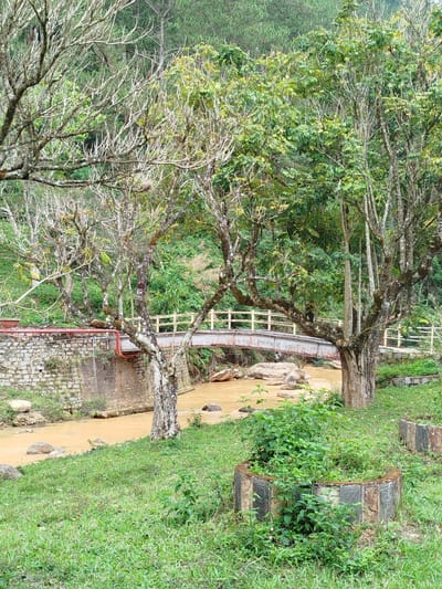 The image depicts a tranquil scene in Păng Tiêng 1, Vietnam, featuring a gently flowing, muddy river spanned by a white wooden bridge. Lush green grass covers the foreground, leading up to the riverbank. Trees with varying degrees of foliage line the river, some bare-branched and others fully leafed. Stone and concrete structures support the bridge and riverbanks. In the foreground, there are planters made of gray stones arranged in a ring. The background reveals a dense, green forest, possibly indicating a mountainous region. No people are visible in the image.