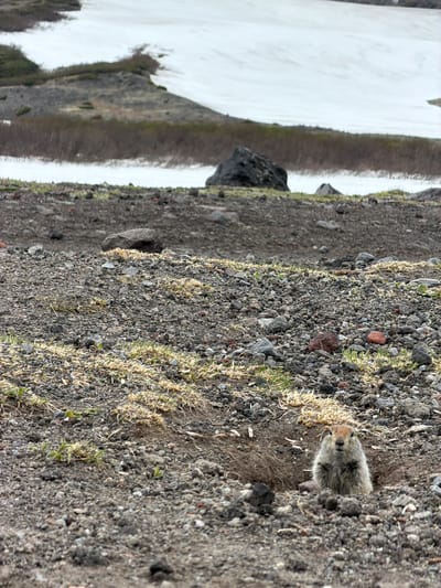 A small, furry ground squirrel is peeking out of a burrow in a rocky, barren landscape. The ground is covered in small, dark gray and brown pebbles, with sparse patches of dry, yellowish grass. In the background, there are rolling hills with patches of snow and brown scrub vegetation. A large, dark rock is visible in the mid-ground. The sky is overcast. The scene appears to be a natural, wild environment. It is impossible to determine the specific location within Petropavlovsk-Kamchatskiy, Russia, from the image alone.