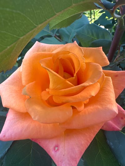 A close-up, eye-level, vertical shot features an orange rose in full bloom. The rose's petals are a gradient of vibrant orange in the center, transitioning to a softer peach and pink towards the outer edges. The petals are tightly curled and layered, showcasing intricate textures and soft curves. Dark green rose leaves and a thorny stem frame the flower, some of which are slightly out of focus, creating a shallow depth of field. Sunlight illuminates the rose, highlighting its delicate form and rich color. The background is a blur of green foliage and dappled sunlight, suggesting an outdoor garden setting. There is no indication of human presence or any specific location within the city of Balakleia, Ukraine.