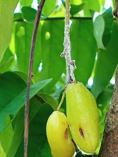 The image shows two starfruit hanging from a tree branch. The starfruit are light green and oblong shaped, with dark reddish-brown marks near their centers. The branch from which they hang is light brown and covered in a white, textured substance. The background consists of green leaves and portions of tree bark. The image was taken in Tanjongnie, Indonesia. No people are visible.