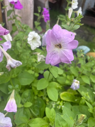 In this close-up, eye-level shot, a cluster of petunias in varying shades of pink and white are in full bloom. The prominent flower in the foreground is a pale pink petunia, its delicate petals slightly creased, with a dark center. Behind it, other petunias in shades of pink, white, and magenta are visible, interspersed with lush green foliage. The background is softly blurred, hinting at a natural outdoor setting. One can observe a weathered wooden post to the left, suggesting the flowers are planted near a fence or structure. The overall impression is one of natural beauty and a well-tended garden. The image location is identified as Сухринское, Russia.