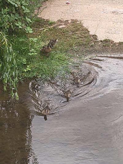 The image depicts a natural scene with ducks in and around a body of water. The foreground is dominated by murky water with ripples, indicating movement. Several ducklings are visible in the water, their small heads emerging from the surface. A larger duck, presumably an adult, stands on the grassy bank at the edge of the water, appearing to be guarding or watching the ducklings. The bank is covered in lush green grass and some vegetation, with hints of a paved or gravelly area further up and to the right of the frame. There are also some drooping branches from a tree or shrub on the left side of the image, adding to the natural setting. In the upper right corner of the scene, a small, colorful object, possibly a discarded can or wrapper, is visible on the gravelly ground. The lighting suggests it is daytime, and the overall impression is one of a tranquil, albeit slightly unkempt, natural environment. The presence of the ducks and their ducklings suggests a breeding or foraging activity. No visible text is present in the image.