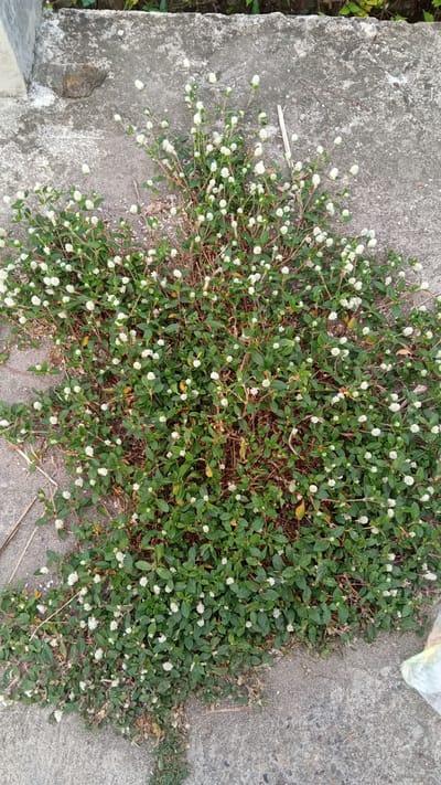 The image shows a patch of Gomphrena weed growing on a concrete surface. The location appears to be Blangtingkeum, Indonesia. The Gomphrena plant is predominantly green with small, round white flowers covering the foliage. The concrete is gray and appears somewhat worn, showing signs of weathering and age. There are some scattered pieces of dried plant material present. No people or animals are visible in the frame.