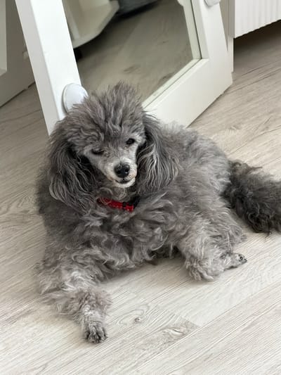 A medium-sized gray poodle lies on a light-colored wooden floor, near a white table or furniture piece. The dog is lying on its back with its legs splayed out. It has a red collar. The location is not discernible in the image.