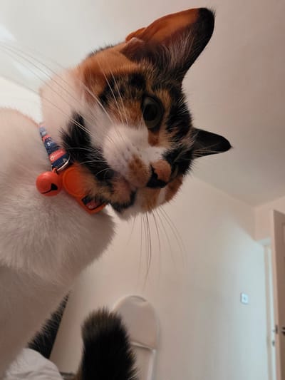 A close-up, upside-down view of a calico cat. The cat has a white chest and neck, and the top of its head has patches of black, orange, and white fur. The cat has a black nose, long white whiskers, and one green eye is visible. It wears a blue and white patterned collar with an orange bell and an orange tag attached. The background is a plain white wall with a small square light fixture visible in the distance. No location details of Birmingham, United Kingdom, are evident in the image.