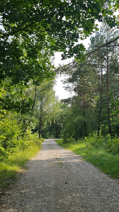 A sun-dappled, gravel pathway winds through a lush forest on a clear day. The path is a light gray color, covered in small stones and pebbles. To the left, the path is bordered by dense, green foliage and the low-hanging branches of leafy trees, their leaves a vibrant green. Further back on the left, a tall, slender birch tree with pale bark stands out against the darker greenery. To the right of the path, tall pine trees with rough, brown bark dominate the scene, their needles creating a darker, more textured canopy. The ground on the right is also covered in green grass and various underbrush. The path recedes into the distance, curving slightly to the left, disappearing into the shade of the trees. The overall impression is one of a serene and natural environment. The location is in Ruska Wieś, Poland.
