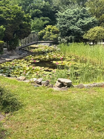 The image depicts a serene pond filled with lily pads and adorned with delicate pink water lilies. A black metal footbridge arches gracefully over a section of the pond, connecting two sides of lush greenery. Tall reeds and various trees form a verdant backdrop, creating a tranquil and natural setting. The foreground is characterized by neatly trimmed grass and several rocks strategically placed along the pond's edge. The scene appears to be a well-maintained garden or park. Based on the visual cues, this location could be the picturesque pond area within Ostrzeszów, Poland, known for its charming public spaces.