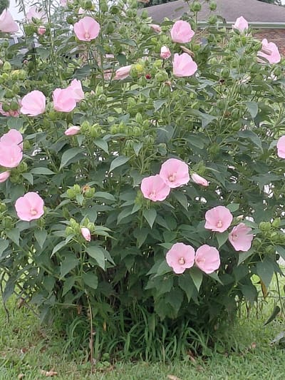 This is a full-frame, eye-level, medium shot of a rose mallow bush with numerous pink flowers and green buds. The bush is in full bloom, with many delicate, trumpet-shaped flowers and tightly closed buds scattered amongst the dark green leaves. The foreground is filled with green grass, and the background shows a blurry residential building with a dark roof, hinting at a suburban or urban environment. The scene is captured during daylight, with soft, natural lighting. The image is devoid of any people or animals, focusing solely on the natural beauty of the plant. The location is identified as being in the city of Lawrenceburg, United States of America.