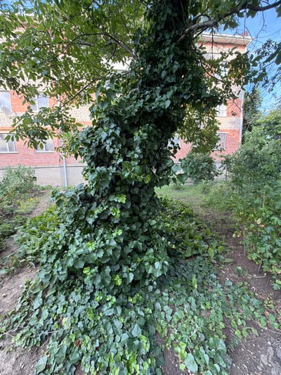 This image depicts an overgrown area with lush greenery in Slavyansk-na-Kubani, Russia. The dominant subjects are plants, including a large tree trunk heavily entwined with ivy and other leafy vines. The foliage is dense and vibrant green, suggesting a warm season. In the background, a multi-story brick building with visible windows is partially obscured by the vegetation, indicating a semi-urban or a suburban setting. The building appears to be constructed of red brick with lighter colored architectural elements. The overall scene is one of nature reclaiming a man-made structure, creating a wild and slightly untamed aesthetic. The lighting suggests it is daytime, possibly late morning or early afternoon, with natural light filtering through the leaves. There is no visible text or people in the image, and the weather appears to be clear. The focus is on the texture and abundance of the plant life, with the building serving as a backdrop.