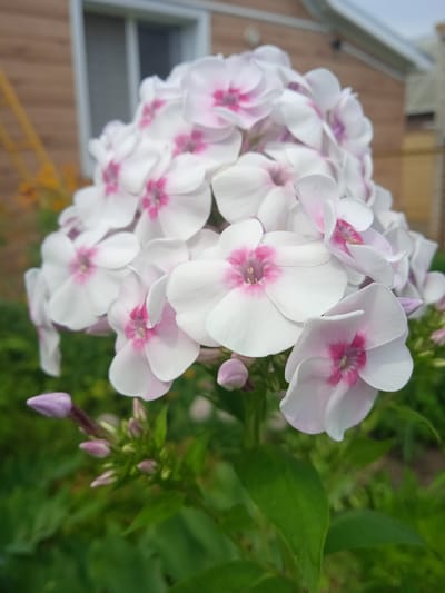 The image shows a close-up of a cluster of white phlox flowers with pink centers. The flowers are in bloom and are arranged in a dense head atop a green stem with leaves. Several unopened buds are also visible on the stem. In the background, a wooden building with a window and a white roof is out of focus. The scene appears to be a garden or yard in Taisuganova, Russia, with lush green foliage surrounding the flowers. The lighting suggests it is daytime.