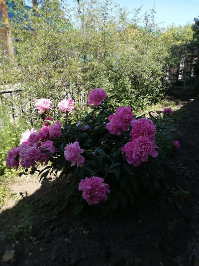A cluster of lush pink peonies in full bloom dominates the foreground of this outdoor shot. The flowers are a vibrant shade of pink, with many layers of delicate petals. They are arranged in a dense bush with dark green, glossy leaves. The peonies are illuminated by bright sunlight, casting shadows on the dark soil beneath them. The ground is a mix of dark, rich earth and some scattered dry leaves.
In the background, a dense green hedge forms a backdrop, with some sunlight filtering through its leaves. To the left, a portion of a light-colored building with a blue roof is visible, along with a wooden fence. To the right, a dark metal fence can be seen, partially obscured by vegetation. The sky above is a clear, bright blue, suggesting a sunny day. The overall impression is a vibrant, sun-drenched garden scene, likely in the late morning or early afternoon, given the strong sunlight and shadows. The abundance and beauty of the peonies evoke a sense of natural splendor and tranquility. There is no visible text in the image.