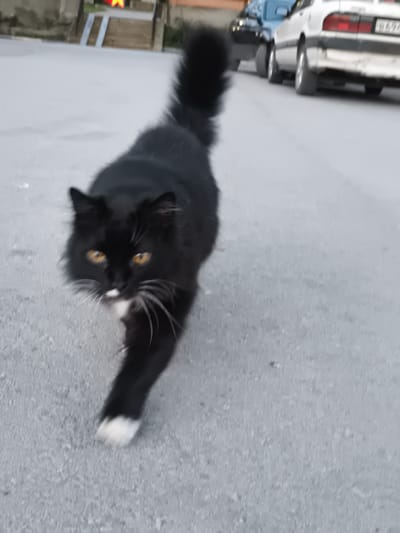 A black cat with amber eyes, a white patch on its chest and nose, and a white-tipped left paw walks towards the viewer on an asphalt road. The cat has a long, bushy tail. In the background are two cars parked on the side of the road, one silver and one dark blue. Further back is a building with a small staircase leading up to it and a yellow star hanging from its roof. The scene appears to be in a city, likely Орджоникидзевский поселковый совет, Ukraine, given the prompt. The sky is overcast, suggesting early morning or late afternoon light.