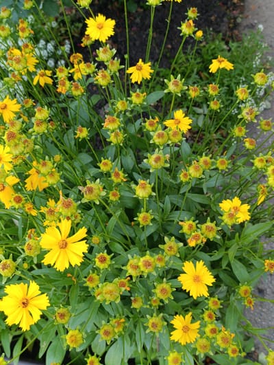 The image displays a close-up, high-angle view of a cluster of bright yellow flowers with star-shaped petals, possibly Coreopsis, in full bloom. Many of the flowers are open and facing upwards, while others are still in bud form, with green sepals and brown centers. The flowers are interspersed with green foliage and thin, dark green stems. The background is slightly blurred, showing hints of darker soil and some small, white flowers. A small portion of a gray, paved surface is visible in the lower right corner. The scene appears to be outdoors, under natural light, suggesting a daytime setting. There is no visible text in the image. The overall impression is one of vibrant natural beauty, likely captured in a garden or natural setting. The specific location mentioned, Samar, Ukraine, provides geographical context.